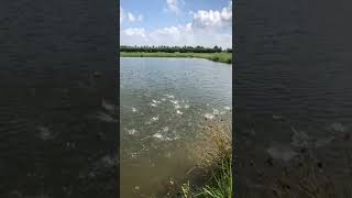 Fish Feeding Frenzy!! (Hundreds of Fish)