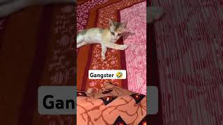 Gangster #catfunnyshorts #funnycatvids #cat #catvideos #funnyanimal #cats #animals #kitten #catlover