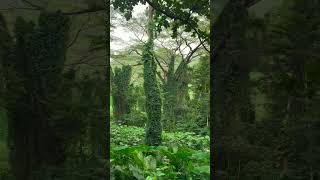 Botanical gardens of Hawaii 🌲😍