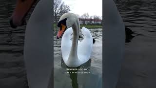 You, too, are a beautiful swan.🦢🩷🦢 #piano #gorgeous #swan #swans #youtubeshorts