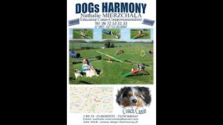 DOGs HARMONY