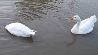 Batakh Aram Kar Rahe han | Geese| Ducks | Goose | Canal View | Swimming |#ducks #goose #geese