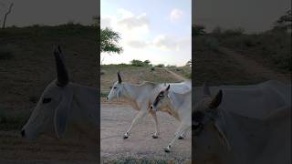 Cows and Thar Desert #ytshorts #thar #animals #cow #desertanimal #shorts #pet #viralvideo