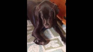 My chocolate lab blue and his pet Jimmy J the tortoise.