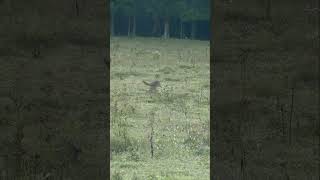 Textbook Coyote Double #foxpro #coyote #hunting #shorts