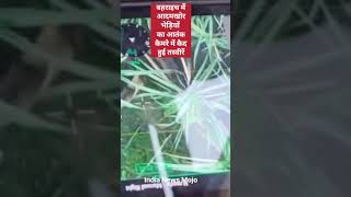 Wolf terror in Bahraich, UP आदमखोर भेड़ियों का आतंक  बहराइच मे #wolf wolf live Video #shorts