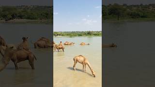 Camels can swim in water #shorts