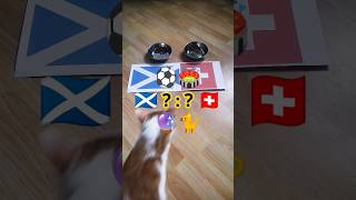 Scotland vs Switzerland. who will win? Cat Oracle predicts match result.