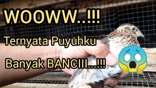 Ternyata Burung Puyuhku Banyak Banciii...!!!