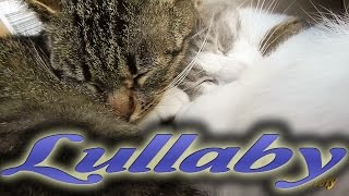 Martina e Lancillotto nanna ...  Lullaby  (: Sweet Cat - Sweet Cats - Cute Cat - Cute Cats :)