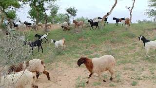 Goats and sheeps on sand dunes