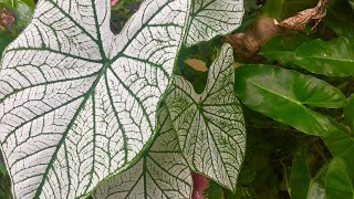 Common Caladiums usually seen in PH 🇵🇭