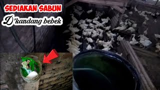 Sediakan sabun di kandang bebek