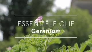 Geranium Essentiële Olie