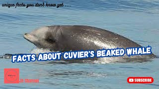 5 Facts about Cuvier's Beaked Whale, Unique facts you don't know yet…