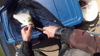 Catawba River hybrid striper