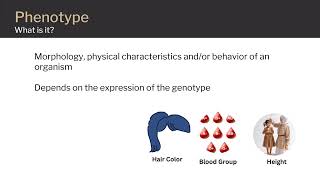 Genotypes and Phenotypes