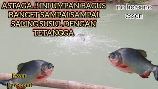 Suer..ini baru umpan..!!Seru banget saling susul dengan tetangga,,