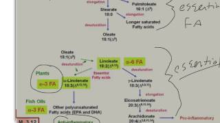 Essential and Nonessential Fatty Acids