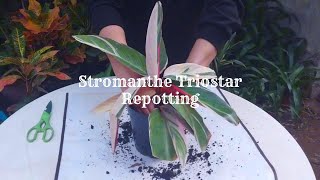 How to Repot Stromanthe Triostar | Calathea Triostar Repotting