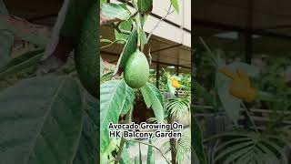 Avocado Growing On HK Balcony Garden #Avocado  #HowAvocadoGrow