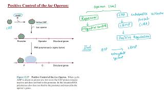 Lac Operon Part 2 || Gene Regulation and Expression || #CSIR || Usha Yadav