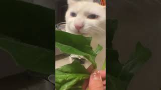 Cute Cat Immerses in Food Adventure: Watch as Cat Eats Spinach Like Popeye! 😺🥬