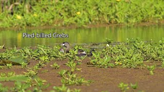 Pied-Billed Greb Family