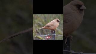 Abert's towhee VS 5000 BCE Abert's towhee. #birds