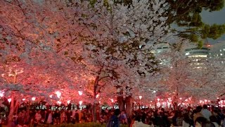 桜 「鶴舞公園」