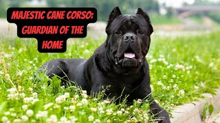 Meet the Cane Corso | Best Guard Dog Ever! #shorts #dogs  #animals