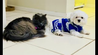 My Tired 💤 Fur Babies 🐈‍⬛🐩 💞 struggling to keep their eyes open 😴 it’s been a busy day 💁🏻‍♀️