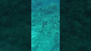 Рыба – Наполеон  в бухте Sharks bay. The Napoleon fish. Red sea. Egypt. Великолепный подводный мир