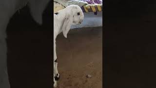 #trending #goat #sojatgoatfarm #mewatibakra #goatfarming #sojatbakre #viralvideo #goat #totapuri