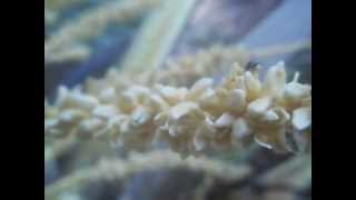 Stingless bee collecting pollen from coco palm tree