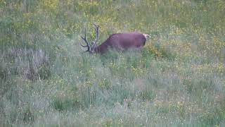 Scotland red deer stag