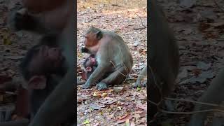 Ep543. Adorable Monkey Has the Cutest Reaction to Meeting a New Friend