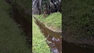 Bagus tempat ikan nangkul #videoshort #viral  #nangkulikan #kebun #gambut