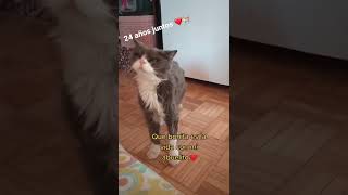 Michi abuelo ❤️🐈 - por susacher