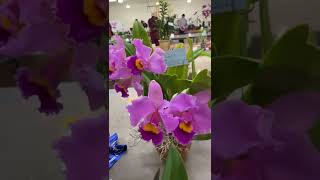 Colourful orchids