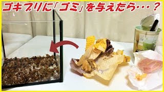 蟻戦争Ⅲ＃93 ゴキブリに「ゴミ」を与えて、1カ月放置した結果・・・。編～Giving garbage to cockroaches～