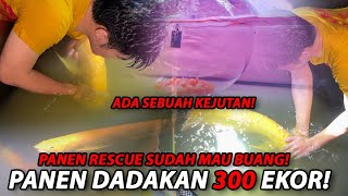 PANEN DADAKAN DI KOLAM MIKE RED! 1 KEJUTAN! & 310 EKOR DARI 2 MULUT!!