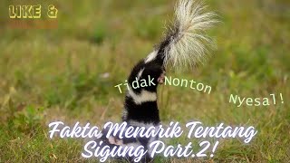 Fakta Menarik Tentang Sigung Part. 2