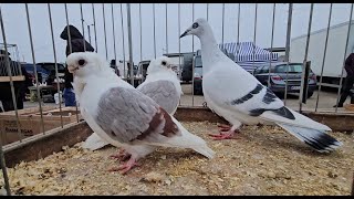 RADOM Gołębie pigeons targ Andrzej W. 9.11.2024 💥Gołębie jasne i wyszwance Andrzeja Radom💥