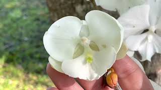 Zone 9b ORCHIDS collection  how to Grow orchids on trees Gardenning