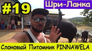 Шри-Ланка. #19. Слоновый питомник Пиннавела. Pinnawala Elephant