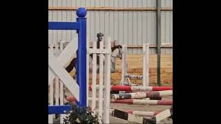 SUPER JUMPING / PC / ALLROUNDER PONY