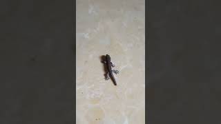 GECKO🦎JUST BORN DROP DOWN 🦎1Sub Thanks