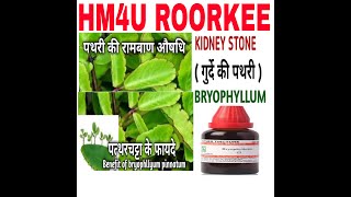 Patthar Chatta  Q For Kidney Stone // Bryophyllum  Q//Best Medicine For Kidney Stone// HM4U Roorkee.