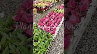 Plant Live Selling #subscribe #subscribe_now #subscribetomychannel #subscribemychannel